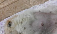 如何给博美犬选择适合的狗食？宠物屋