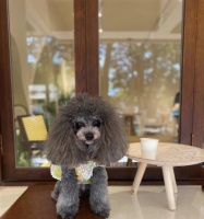 贵宾犬的日常体育锻炼（如何为你的贵宾犬提供充足的运动量）