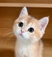 猫咪桌面图片 桌面宠物猫咪怎么弄