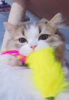 猫粮怎么选？从猫咪的饮食天性出发