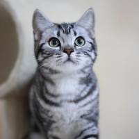 猫咪吃什么猫粮好,挑选最适合猫咪的猫粮秘籍
