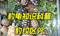 以肯豹龟的饮食习性与健康（了解肯豹龟的饮食习惯，保持其健康成长）