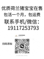 如何挑选一只健康的荷兰猪带回家 zzu