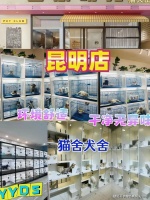 昆明买萨摩耶犬哪里有实体店？昆明这里是优质选萨摩耶犬地，宠物界的天堂！
