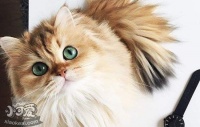 养猫之前要准备什么 你究竟需要准备多少东西