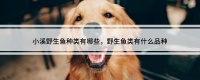 小溪野生鱼种类有哪些，野生鱼类有什么品种