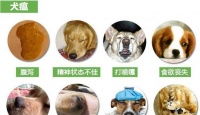测犬瘟热的方法和工具（选择合适的工具进行犬瘟热检测，确保宠物健康）