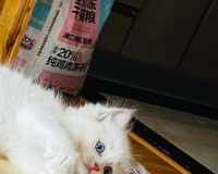 以新宠到家，这些注意事项一定要知道！（新宠物家庭养成指南，让你的爱宠健康快乐成长）