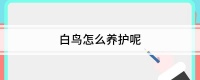 白鸟怎么养护呢