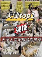 天津布偶猫什么？天津这里买布偶猫价格优惠，品质更佳！