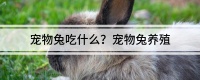宠物兔吃什么？宠物兔养殖