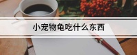 小宠物龟吃什么东西