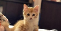 新手养宠物猫指南（从选猫开始）