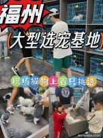 福州哪里有萨摩耶犬出售？福州这里上门挑选萨摩耶犬，新手推荐！