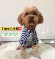 抱过小狗的衣服怎么洗？去除狗狗气味的方法和步骤是什么？