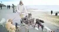 各国宠物节日大不同