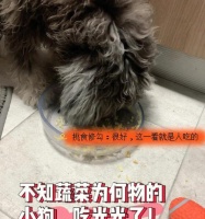小狗早饭吃什么最有营养？如何确保早餐健康又美味？