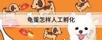 龟蛋怎样人工孵化