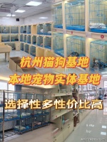 杭州买美短起司猫去哪里买比较好?杭州这里是选购美短起司猫的好去处