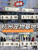 杭州哪里有美短起司猫出售?杭州这里上门挑选美短起司猫,新手推荐!