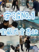 宁波买萨摩耶犬哪里靠谱?宁波这里买萨摩耶犬靠谱推荐,售后无忧!