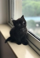 猫的成长过程