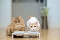 猫咪营养补充攻略:打造健康食谱