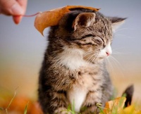 猫咪四个月食谱揭秘：营养需求全解析