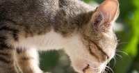 小猫的食谱大揭秘（探究小猫能吃人吃的好处）