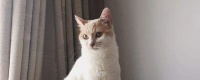 请问各位老司机养好小猫的方法