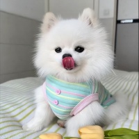 狗狗有泪痕吃什么狗粮好？2025首选这5款狗粮！
