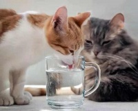 猫咪的有趣行为，打开铲屎官新世界的大门，了解猫咪可爱的另一面