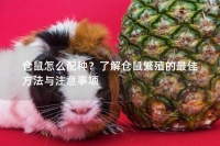 仓鼠怎么配种？了解仓鼠繁殖的最佳方法与注意事项