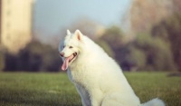 狗狗饮食搭配，如何让爱犬健康成长？