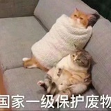 小猫鸡肉过敏生骨肉白肉还有什么可以替代？