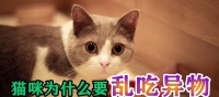 宠物小猫吃了药后吐了还拉肚子怎么办？（急救指南及治疗建议，中药、食疗、西药哪种更适合？）