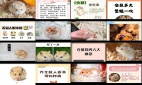 琥珀仓鼠图片大全