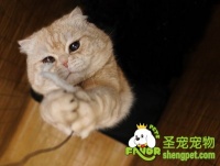 猫咪脸部美容方法