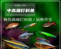 霓虹燕子的饲养方法（以宠物为主，如何养活霓虹燕子）