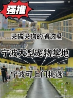 宁波买柯基犬哪里有实体店？宁波这里是优质选柯基犬地，宠物界的天堂！