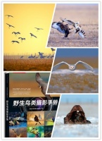 国家动物博物馆科普讲堂第54期预告：鸟类摄影实践与技巧