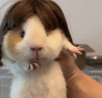 王楼楼宠物说憨态可掬的荷兰猪
