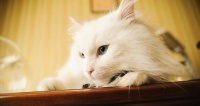 初养小猫，这些准备不可少（宠物生活不仅仅是爱）
