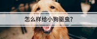 怎么样给小狗驱虫？