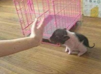 男子网购宠物猪烤了吃肉，还把烤猪照片发给卖家，卖家却如此回复