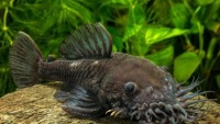 什么喂Ancistrus? 16张鱼苗食物选择的照片,在普通水族箱中喂鲶鱼的规则。 ancistrus在家里吃什么?