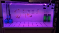 葫芦岛水族馆2017到2019吗?(葫芦岛水族联盟鱼友怎么评论的========)
