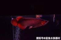 龙鱼饲料选择技巧(龙鱼的喂食频率应根据其生长阶段来决定)