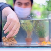 水族馆鱼粉市场的前5个趋势