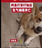 气性太大！柯基打架输了气绝身亡 主人：两百多条狗，它是气性最大的！